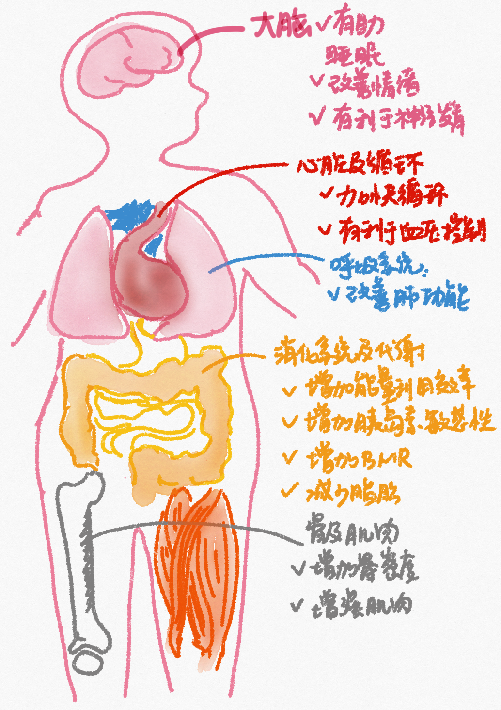 做有氧运动没瘦还胖了_肥胖做有氧还是无氧_胖子做有氧会消耗肌肉吗